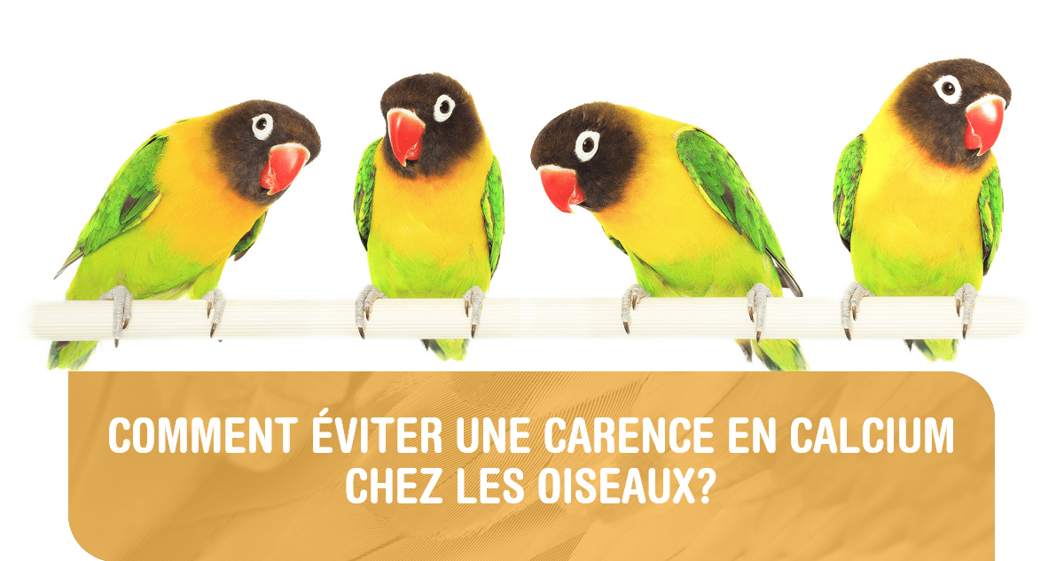 Comment éviter une carence en calcium chez les oiseaux?